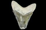 Fossil Megalodon Tooth - Florida #108384-1